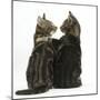 Tabby kittens, Picasso and Smudge, with paws on shoulders-Mark Taylor-Mounted Photographic Print