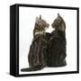 Tabby kittens, Picasso and Smudge, with paws on shoulders-Mark Taylor-Framed Stretched Canvas