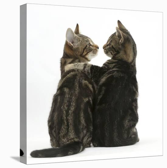 Tabby kittens, Picasso and Smudge, with paws on shoulders-Mark Taylor-Stretched Canvas