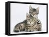 Tabby Kittens, Stanley and Fosset, 12 Weeks, Lounging Together-Mark Taylor-Framed Stretched Canvas