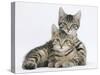 Tabby Kittens, Stanley and Fosset, 12 Weeks, Lounging Together-Mark Taylor-Stretched Canvas