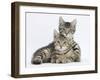 Tabby Kittens, Stanley and Fosset, 12 Weeks, Lounging Together-Mark Taylor-Framed Photographic Print