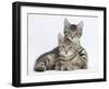 Tabby Kittens, Stanley and Fosset, 12 Weeks, Lounging Together-Mark Taylor-Framed Photographic Print