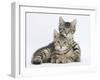 Tabby Kittens, Stanley and Fosset, 12 Weeks, Lounging Together-Mark Taylor-Framed Photographic Print