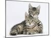 Tabby Kittens, Stanley and Fosset, 12 Weeks, Lounging Together-Mark Taylor-Mounted Photographic Print