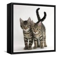 Tabby Kittens, Stanley and Fosset, 12 Weeks Old, Walking Together-Mark Taylor-Framed Stretched Canvas