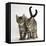 Tabby Kittens, Stanley and Fosset, 12 Weeks Old, Walking Together-Mark Taylor-Framed Stretched Canvas