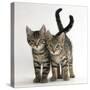 Tabby Kittens, Stanley and Fosset, 12 Weeks Old, Walking Together-Mark Taylor-Stretched Canvas
