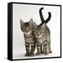 Tabby Kittens, Stanley and Fosset, 12 Weeks Old, Walking Together-Mark Taylor-Framed Stretched Canvas