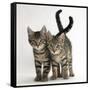 Tabby Kittens, Stanley and Fosset, 12 Weeks Old, Walking Together-Mark Taylor-Framed Stretched Canvas