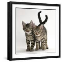 Tabby Kittens, Stanley and Fosset, 12 Weeks Old, Walking Together-Mark Taylor-Framed Premium Photographic Print