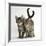 Tabby Kittens, Stanley and Fosset, 12 Weeks Old, Walking Together-Mark Taylor-Framed Photographic Print