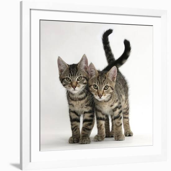 Tabby Kittens, Stanley and Fosset, 12 Weeks Old, Walking Together-Mark Taylor-Framed Photographic Print