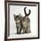 Tabby Kittens, Stanley and Fosset, 12 Weeks Old, Walking Together-Mark Taylor-Framed Photographic Print