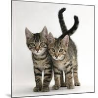 Tabby Kittens, Stanley and Fosset, 12 Weeks Old, Walking Together-Mark Taylor-Mounted Photographic Print