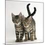 Tabby Kittens, Stanley and Fosset, 12 Weeks Old, Walking Together-Mark Taylor-Mounted Photographic Print