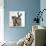 Tabby Kittens, Stanley and Fosset, 12 Weeks Old, Walking Together-Mark Taylor-Photographic Print displayed on a wall