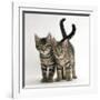 Tabby Kittens, Stanley and Fosset, 12 Weeks Old, Walking Together-Mark Taylor-Framed Photographic Print