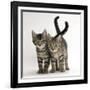 Tabby Kittens, Stanley and Fosset, 12 Weeks Old, Walking Together-Mark Taylor-Framed Photographic Print