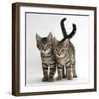 Tabby Kittens, Stanley and Fosset, 12 Weeks Old, Walking Together-Mark Taylor-Framed Photographic Print