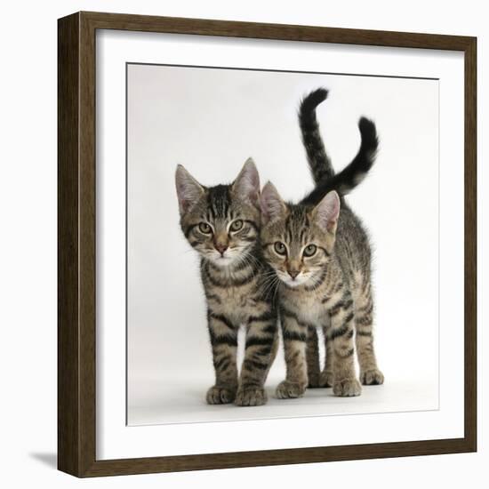 Tabby Kittens, Stanley and Fosset, 12 Weeks Old, Walking Together-Mark Taylor-Framed Photographic Print