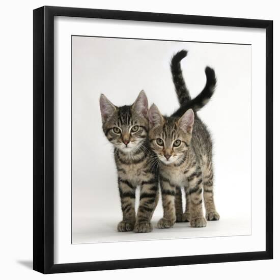 Tabby Kittens, Stanley and Fosset, 12 Weeks Old, Walking Together-Mark Taylor-Framed Photographic Print