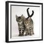 Tabby Kittens, Stanley and Fosset, 12 Weeks Old, Walking Together-Mark Taylor-Framed Photographic Print