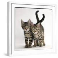 Tabby Kittens, Stanley and Fosset, 12 Weeks Old, Walking Together-Mark Taylor-Framed Photographic Print