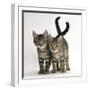 Tabby Kittens, Stanley and Fosset, 12 Weeks Old, Walking Together-Mark Taylor-Framed Photographic Print