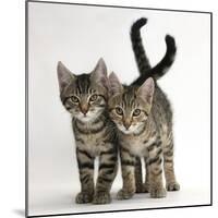 Tabby Kittens, Stanley and Fosset, 12 Weeks Old, Walking Together-Mark Taylor-Mounted Photographic Print