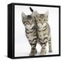 Tabby Kittens, Stanley and Fosset, 12 Weeks, Walking Together in Unison-Mark Taylor-Framed Stretched Canvas