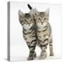 Tabby Kittens, Stanley and Fosset, 12 Weeks, Walking Together in Unison-Mark Taylor-Stretched Canvas