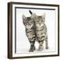 Tabby Kittens, Stanley and Fosset, 12 Weeks, Walking Together in Unison-Mark Taylor-Framed Photographic Print