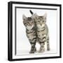 Tabby Kittens, Stanley and Fosset, 12 Weeks, Walking Together in Unison-Mark Taylor-Framed Photographic Print