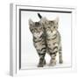 Tabby Kittens, Stanley and Fosset, 12 Weeks, Walking Together in Unison-Mark Taylor-Framed Photographic Print