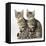 Tabby Kittens, Stanley and Fosset, 3 Months Old, Sitting Together-Mark Taylor-Framed Stretched Canvas