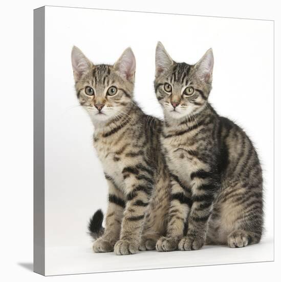 Tabby Kittens, Stanley and Fosset, 3 Months Old, Sitting Together-Mark Taylor-Stretched Canvas