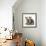 Tabby Kittens, Stanley and Fosset, 3 Months Old, Sitting Together-Mark Taylor-Framed Photographic Print displayed on a wall