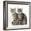 Tabby Kittens, Stanley and Fosset, 3 Months Old, Sitting Together-Mark Taylor-Framed Photographic Print
