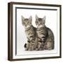 Tabby Kittens, Stanley and Fosset, 3 Months Old, Sitting Together-Mark Taylor-Framed Photographic Print