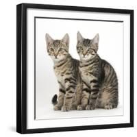 Tabby Kittens, Stanley and Fosset, 3 Months Old, Sitting Together-Mark Taylor-Framed Photographic Print