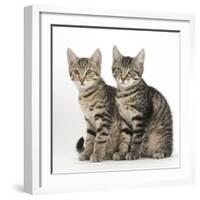 Tabby Kittens, Stanley and Fosset, 3 Months Old, Sitting Together-Mark Taylor-Framed Photographic Print