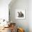 Tabby Kittens, Stanley and Fosset, 3 Months Old, Sitting Together-Mark Taylor-Framed Photographic Print displayed on a wall