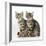 Tabby Kittens, Stanley and Fosset, 3 Months Old, Sitting Together-Mark Taylor-Framed Photographic Print