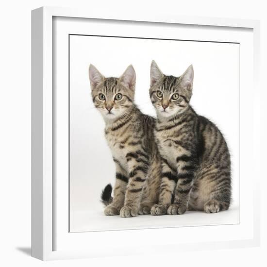 Tabby Kittens, Stanley and Fosset, 3 Months Old, Sitting Together-Mark Taylor-Framed Photographic Print