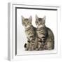 Tabby Kittens, Stanley and Fosset, 3 Months Old, Sitting Together-Mark Taylor-Framed Photographic Print