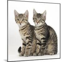 Tabby Kittens, Stanley and Fosset, 3 Months Old, Sitting Together-Mark Taylor-Mounted Photographic Print