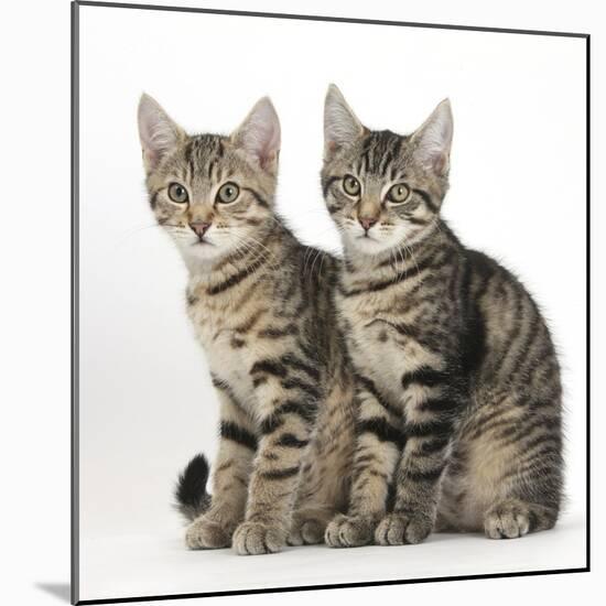 Tabby Kittens, Stanley and Fosset, 3 Months Old, Sitting Together-Mark Taylor-Mounted Photographic Print