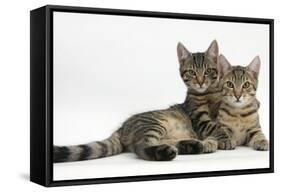 Tabby Kittens, Stanley and Fosset, 4 Months Old, Lounging Together-Mark Taylor-Framed Stretched Canvas