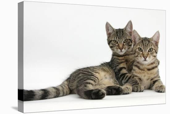 Tabby Kittens, Stanley and Fosset, 4 Months Old, Lounging Together-Mark Taylor-Stretched Canvas